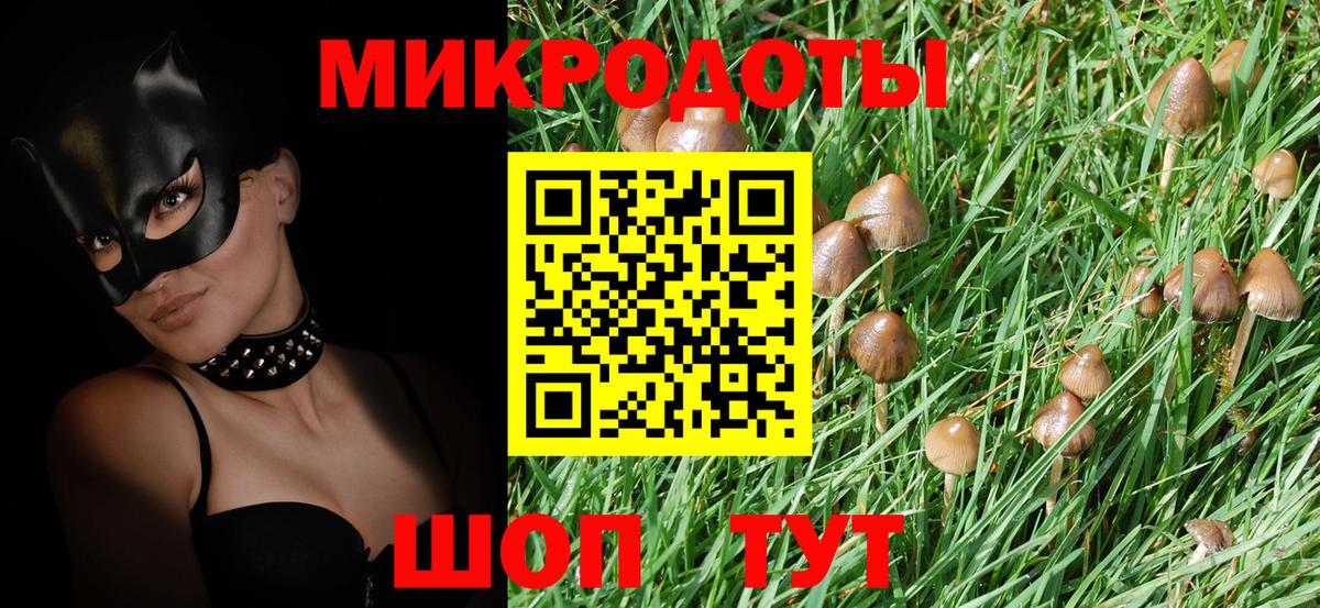 Галлюциногенные грибы Psilocybine cubensis Тимашёвск